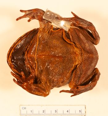 Media type: image;   Herpetology A-2012